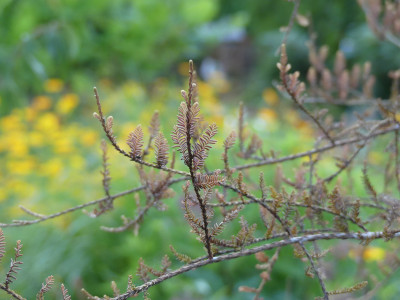 2020-07-21 Dacrycarpus dacrydioides.jpg