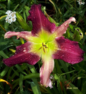 Orchid Night 2020.jpg