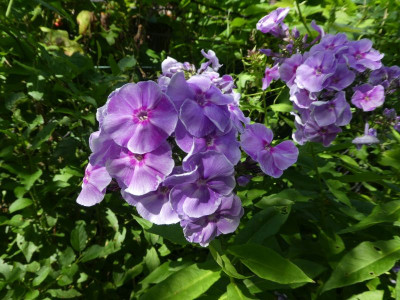 Phlox 'Gräfn von Schwerin' 200721.jpg