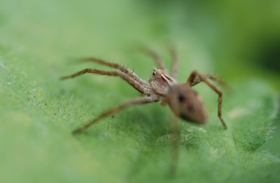 spinne_sept_o1.jpg