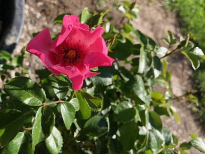 Parzelle 2020 rosa persica eyes on me IMG_4378.jpg