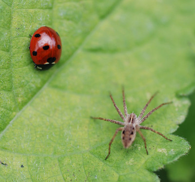 spinne_sept_02.jpg