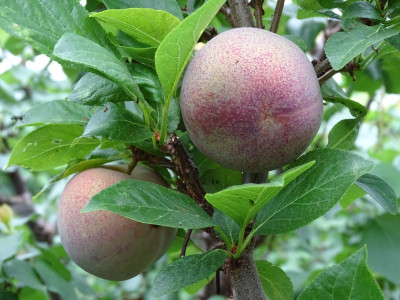 Pluot-16-7-2020.jpg