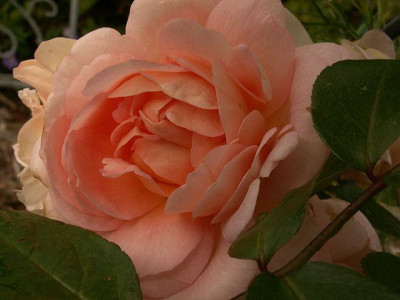 amaretto-pur.jpg