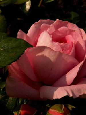 rosenfee-pur.jpg