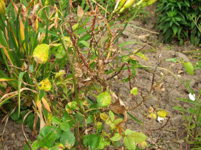 2020_0422Juligarten0084.JPG