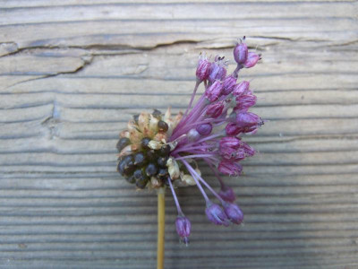 DSCN9867.JPG