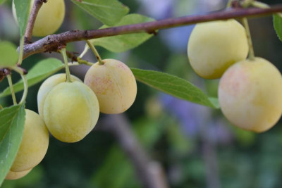 Mirabelle aus SH 005.JPG