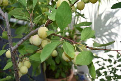 Mirabelle aus SH 001.JPG