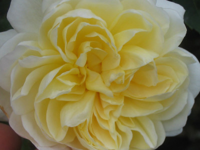 Crocus2.jpg