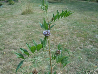 DSCN9877.JPG