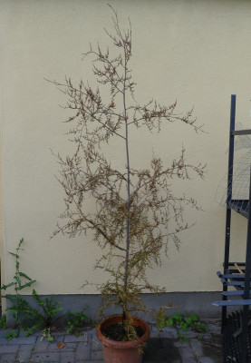 2020-07-22 Dacrycarpus dacrydioides.jpg