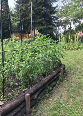 Paradeiser hinterer Garten.jpg