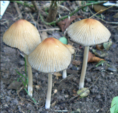 Pilze_2.jpg