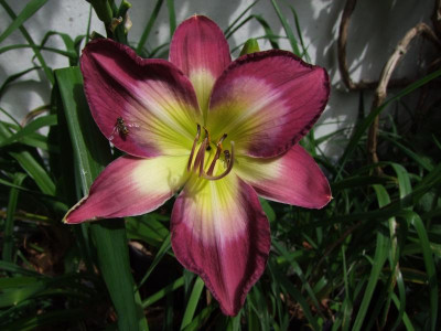 2020_0422Juligarten0003.JPG
