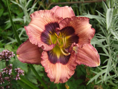 2020_0422Juligarten0005.JPG