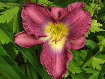 2020_0422Juligarten0001.JPG