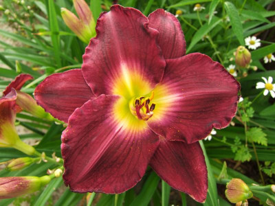 2020_0422Juligarten0013.JPG