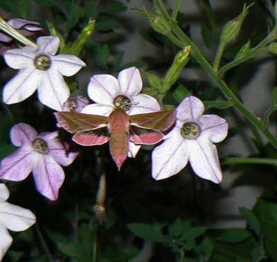 P1100507 (2).JPG