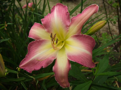 2020_0422Juligarten0016.JPG