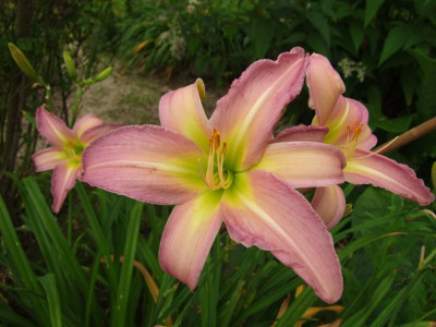 2020_0422Juligarten0019.JPG