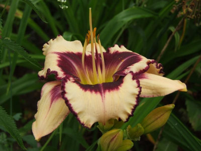 2020_0422Juligarten0023.JPG