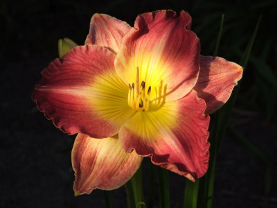 2020_0422Juligarten0026.JPG