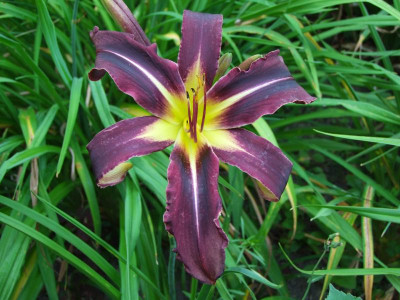 2020_0422Juligarten0032.JPG