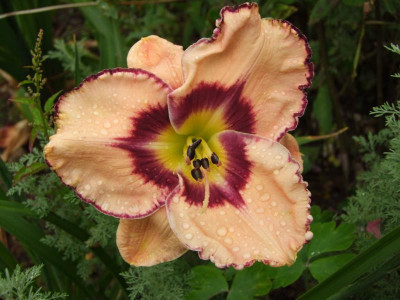 2020_0422Juligarten0037.JPG