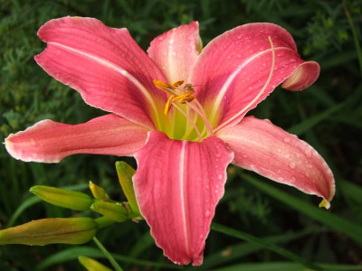 2020_0422Juligarten0040.JPG