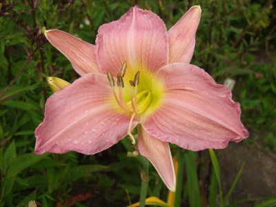 2020_0422Juligarten0045.JPG