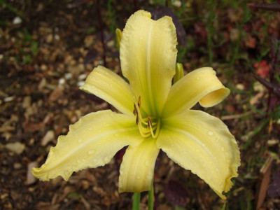 2020_0422Juligarten0058.JPG
