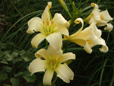2020_0422Juligarten0060.JPG