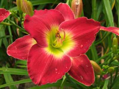 2020_0422Juligarten0089.JPG