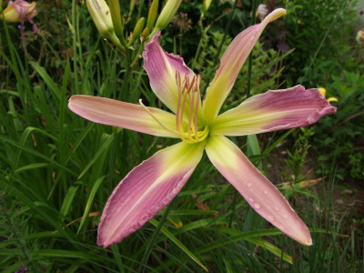 2020_0422Juligarten0105.JPG