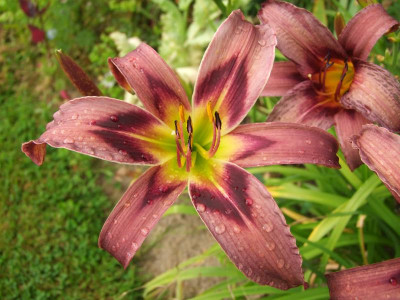 2020_0422Juligarten0042.JPG