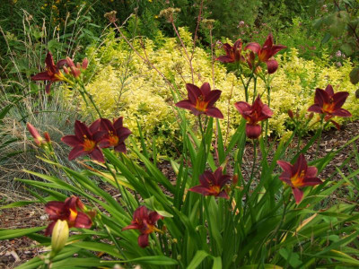 2020_0422Juligarten0111.JPG