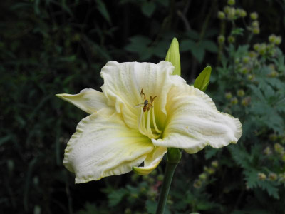 White Temptation 2018-07-05.JPG