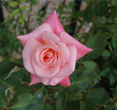Madona_12543_95.jpg