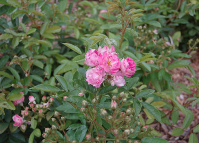 Louise_Walter_12536_89.jpg