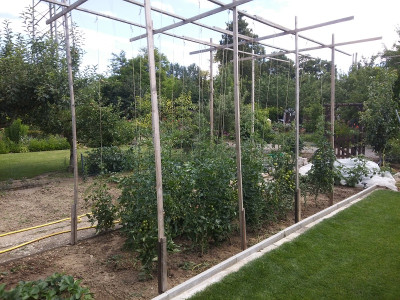 Geruest Tomaten.jpg