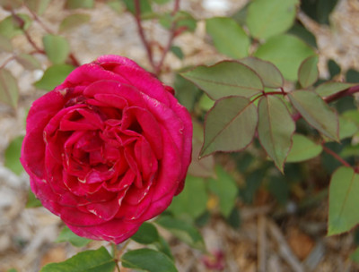La_Belle_Alsacienne_12553_95.jpg