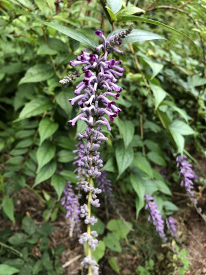 IMG_3600.jpeg