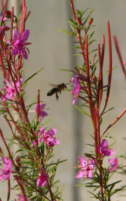biene_epilobium_dodonaei2.jpg