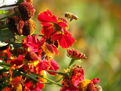 helenium_biene.jpg