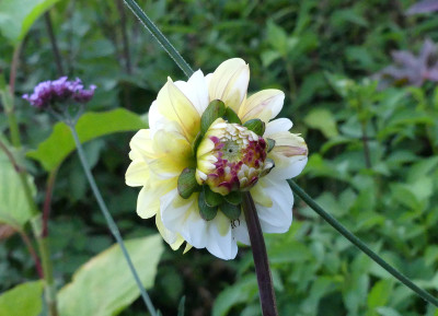2020-07-23 Dahlia.jpg