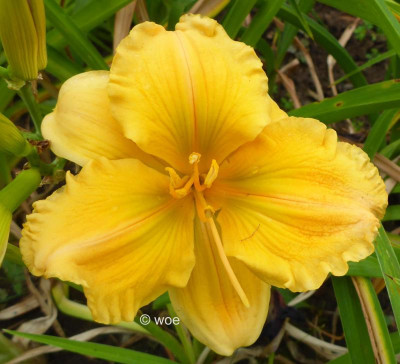 Golden Hibiscus.jpg