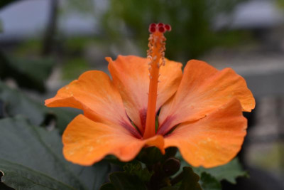 Hibiscus 002.JPG