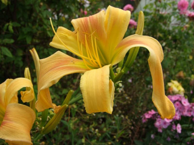 2020_042524Juli0055.JPG