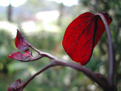 cercis_canadensis_fp1.jpg